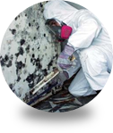 Mold Remediation